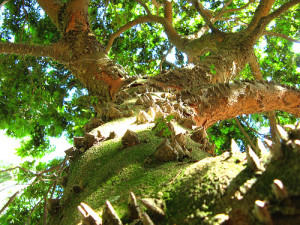 dia-do-pau-brasil-3
