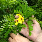 flor-do-pau-brasil-9