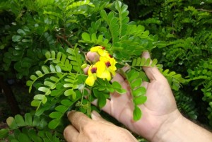 flor-do-pau-brasil-9