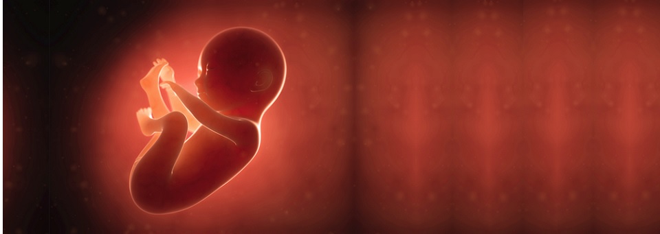 Comissão para Vida e a Família da CNBB mobiliza cristãos na luta contra a legalização do aborto