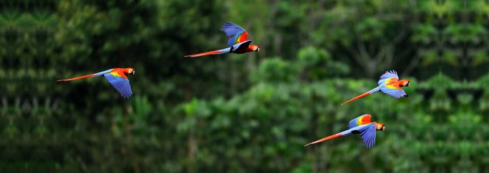 Secretário geral da CNBB fala sobre o Sínodo da Pan-Amazônia